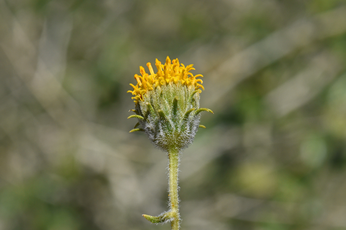 Button Brittlebush is similar to Brittlebush but the flowers typically are disk only, meaning they have no ray flowers as seen on Brittlebush. The phyllaries, subtending the flower, are narrowly lanceolate. Encelia frutescens Button Brittlebush is similar to Brittlebush but the flowers typically are disk only, meaning they have no ray flowers as seen on Brittlebush. The phyllaries, subtending the flower, are narrowly lanceolate. Encelia frutescens